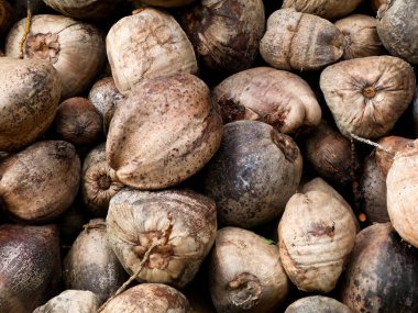 Çiftlikten toplanan soyulmamış kuru hindistan cevizi yığını, organik tarım.