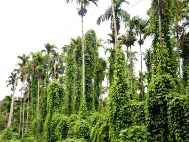 Mor yer elması ya da daha büyük yer elması, organik tarım olarak bilinen dioskorea alatasının yetiştirilmesi