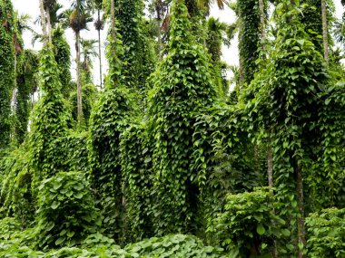 Mor yer elması ya da daha büyük yer elması, organik tarım olarak bilinen dioskorea alatasının yetiştirilmesi