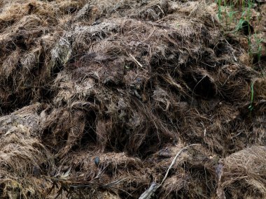 Gübre olarak dövülmüş hindistan cevizi kabuğu lifleri, organik tarım