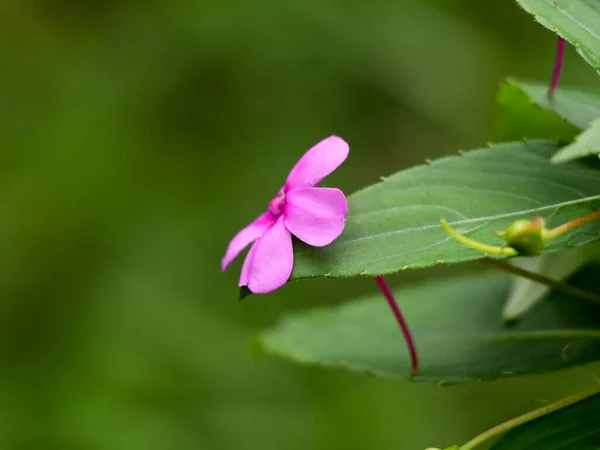 Color Rosa Claro Impacientes Flor Lagartija Ocupada Especies Silvestres —  Fotos de Stock
