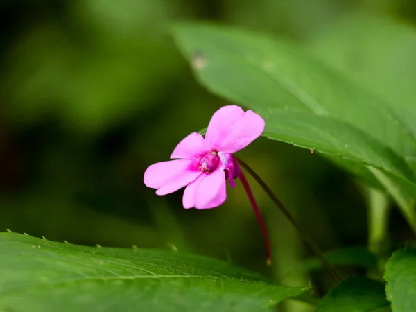 Jasnoróżowy Kolor Impatiens Lub Zajęty Kwiat Lizzie Dzikie Gatunki — Zdjęcie stockowe