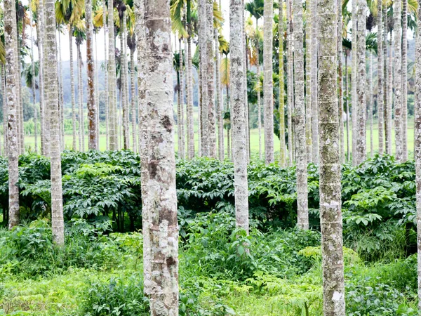 Elephant Fot Sötpotatis Odling Areca Nöt Plantage Ekologiskt Jordbruk — Stockfoto