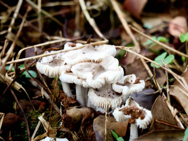 Kleine Art Nicht Kultivierter Essbarer Pilz Boden Selektiver Fokus — Stockfoto