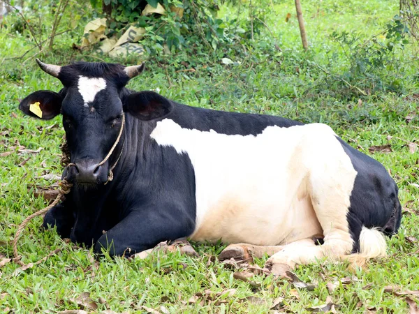 Vaca Cor Preta Branca Descansando Solo Raça Alta — Fotografia de Stock