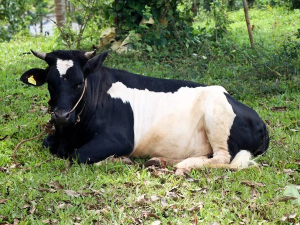 Vaca Cor Preta Branca Descansando Solo Raça Alta — Fotografia de Stock