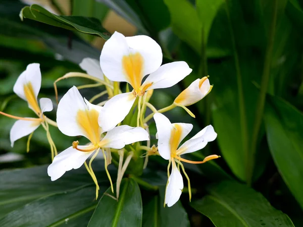 Beautiful white garland-lily or white ginger lily flowers, perennial plant, selective focus