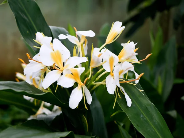 Όμορφη Λευκή Γιρλάντα Κρίνο Λευκά Άνθη Κρίνου Τζίντζερ Πολυετές Φυτό — Φωτογραφία Αρχείου