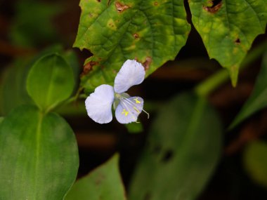 Batı Ghat 'lerinden bir ot bitkisinin küçük beyaz renkli çiçeği, seçici bir odak