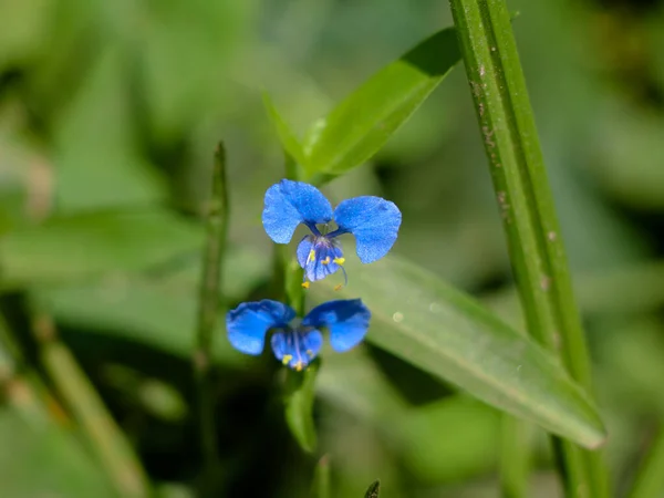 Pequena Flor Cor Azul Uma Planta Ervas Daninhas Gates Ocidentais — Fotografia de Stock