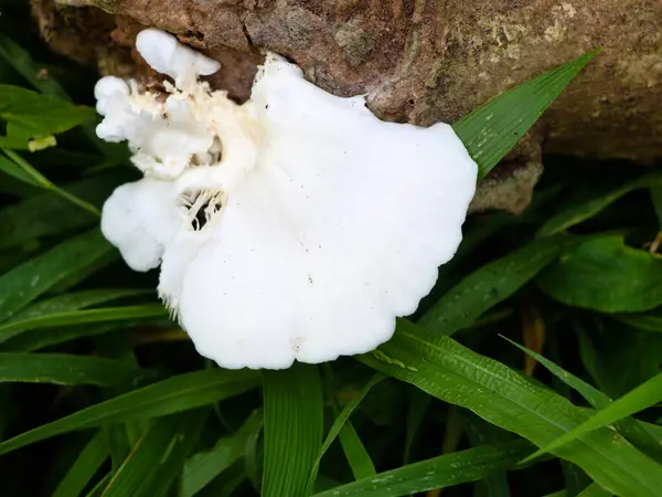 Champignon Conque Couleur Blanche Sur Tronc Décomposition Organisme Parasite Foyer — Photo