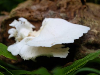 Beyaz renkli mantar ya da çürüyen bir kütüğe çarpma, parazit organizma, seçici odaklanma