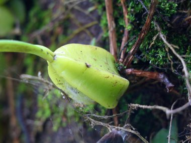 Batı Ghatları, Wayanad 'dan ağaçtaki yabani orkide, seçici odaklanma