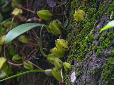 Batı Ghatları, Wayanad 'dan ağaçtaki yabani orkide, seçici odaklanma