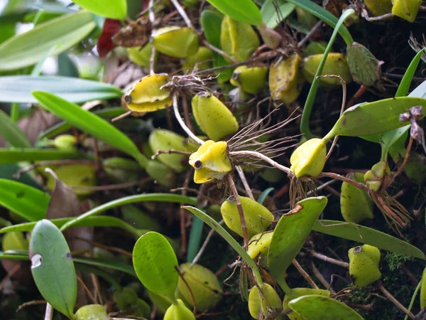 Planta Orquídea Selvagem Árvore Gates Ocidentais Wayanad Foco Seletivo — Fotografia de Stock