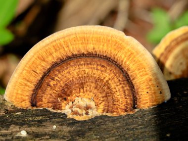 Çürüyen hindistan cevizi gövdesinde çok renkli mantar ya da conk, parazit organizma, seçici odaklanma