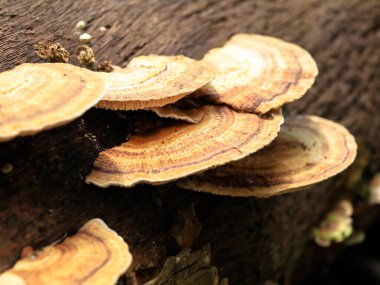 Çürüyen hindistan cevizi gövdesinde çok renkli mantar ya da conk, parazit organizma, seçici odaklanma