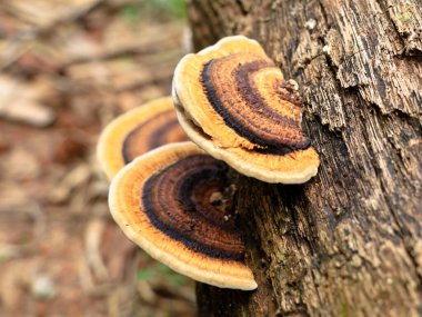 Çürüyen hindistan cevizi gövdesinde çok renkli mantar ya da conk, parazit organizma, seçici odaklanma
