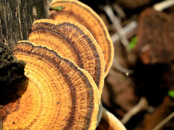 Разноцветные грибы или раковина на гниющем кокосовом стволе, паразитический организм, селективная фокусировка