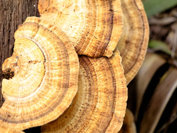 Mehrfarbiger Pilz Oder Conk Auf Einem Verwesenden Kokosnussstamm Parasitärer Organismus — Stockfoto