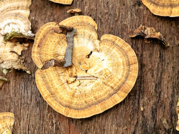 Cogumelo Multicolorido Conk Tronco Coco Decomposição Organismo Parasita Foco Seletivo — Fotografia de Stock