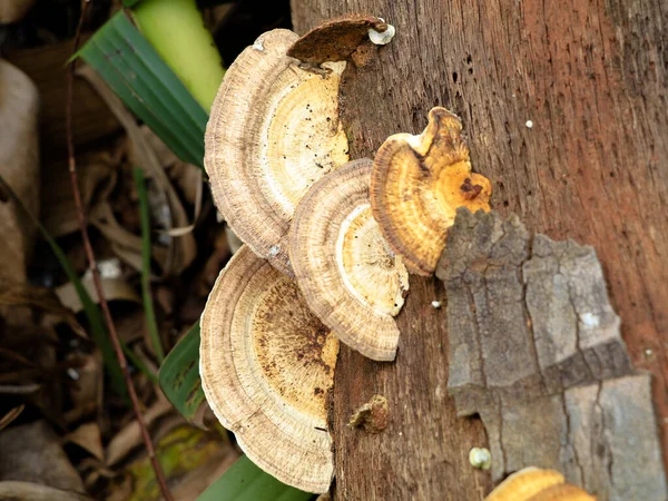 Cogumelo Multicolorido Conk Tronco Coco Decomposição Organismo Parasita Foco Seletivo — Fotografia de Stock