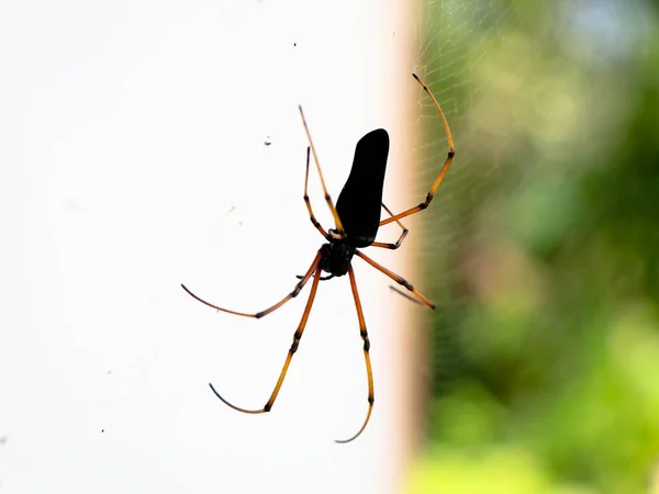 Μαύρη Έγχρωμη Αράχνη Λευκό Φόντο Κοντινό Πλάνο — Φωτογραφία Αρχείου