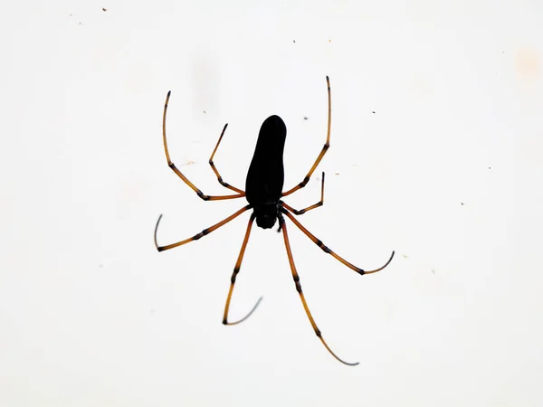 Μαύρη Έγχρωμη Αράχνη Λευκό Φόντο Κοντινό Πλάνο — Φωτογραφία Αρχείου
