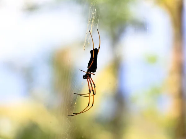 Schwarze Spinne Vor Weißem Hintergrund Nahaufnahme — Stockfoto