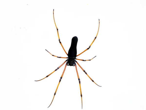 Zwart Gekleurde Spin Tegen Witte Achtergrond Close Schot — Stockfoto