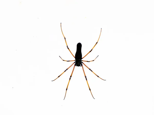 Zwart Gekleurde Spin Tegen Witte Achtergrond Close Schot — Stockfoto