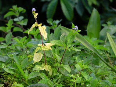 Yeşil ve sarı yapraklı yeşil keçi otu (Ageratum conyzoides), yıllık bitkisel hastalıklardan dolayı