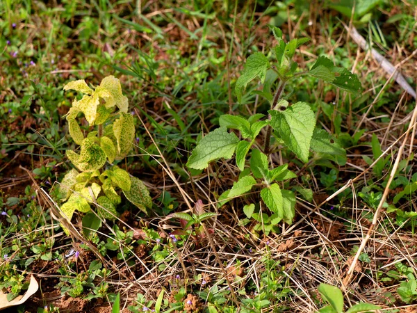 Maleza Cabra Billy Maleza Pollo Ageratum Conyzoides Hojas Verdes Amarillas — Foto de Stock