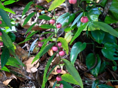 Tatlı yaprağın açık pembe renkli tohumları veya Sauropus çift cinsiyetli, yaprak bitkisi