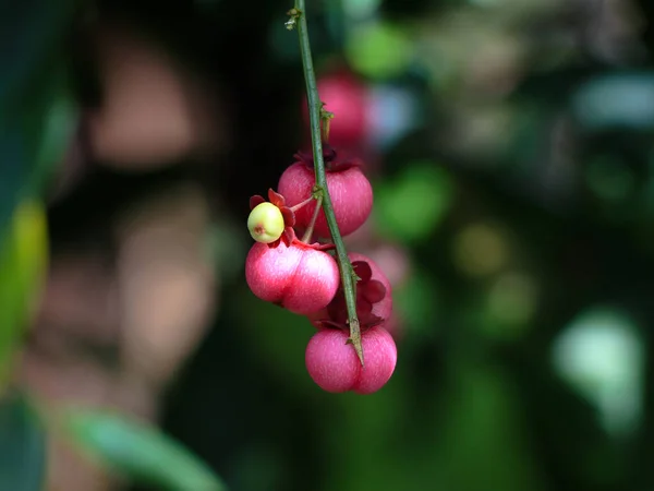 Warna Merah Muda Cerah Dari Daun Manis Atau Sauropus Androgynus — Stok Foto