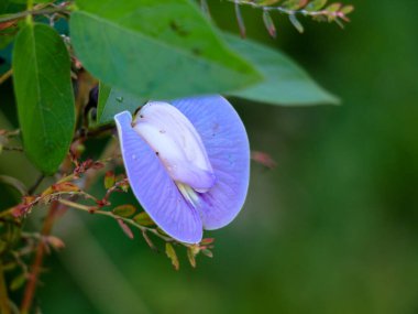 Vahşi bir nabız bitkisinin açık mor rengi çiçeği, ot bitkisi