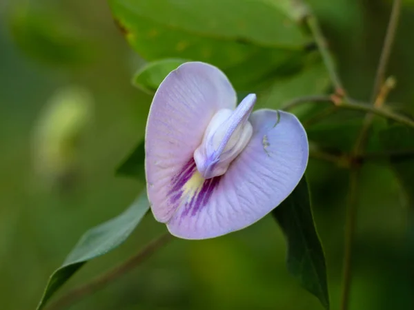 Light violet color flower of a wild pulse plant, weed plant