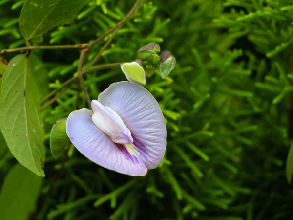 Helle Violette Blüte Einer Wilden Hülsenfruchtpflanze Unkrautpflanze — Stockfoto