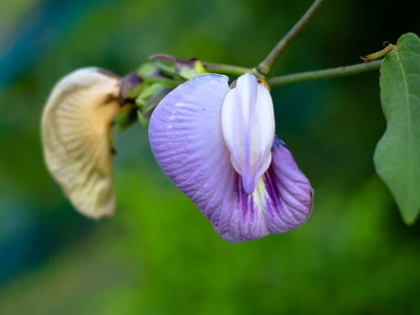 Light violet color flower of a wild pulse plant, weed plant