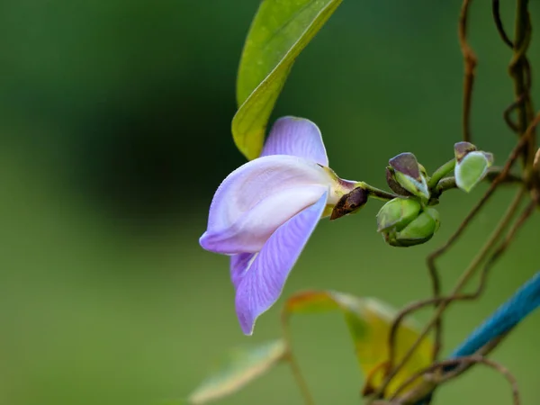 Világos Ibolya Színű Virág Egy Vad Pulzus Növény Növény — Stock Fotó
