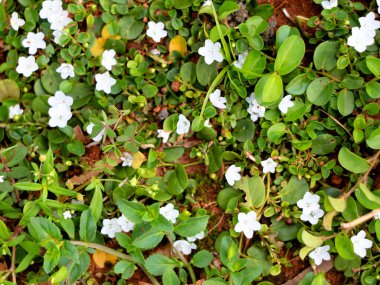 Yerin altında sürünen otun güzel beyaz çiçekleri.