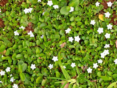 Yerin altında sürünen otun güzel beyaz çiçekleri.