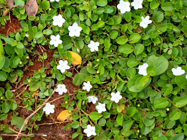Mooie Kleine Witte Kleur Bloemen Van Een Kruipend Onkruid Grond — Stockfoto