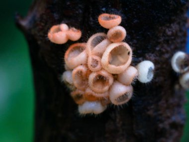 Güzel ve nadir bulunan mantarlar ya da ağaçtaki konikler, parazit organizma, seçici odaklanma