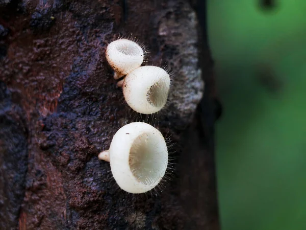 Mooie Zeldzame Paddenstoelen Naalden Een Boom Parasitair Organisme Selectieve Focus — Stockfoto