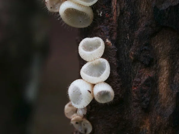 Cogumelos Belos Raros Conks Uma Árvore Organismo Parasitário Foco Seletivo Imagem De Stock