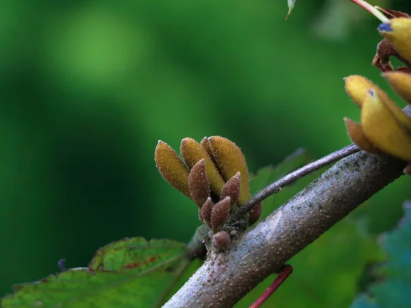 Blüten Einer Sorte Von Grewia Tiliifolia Aus Der Familie Der — Stockfoto