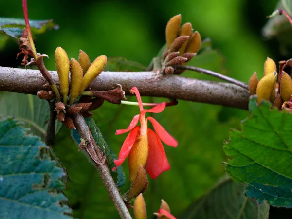 Blüten Einer Sorte Von Grewia Tiliifolia Aus Der Familie Der — Stockfoto