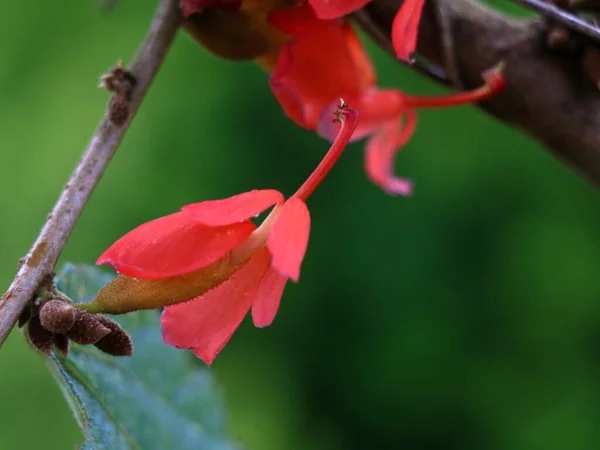 Άνθη Μιας Ποικιλίας Του Δέντρου Grewia Tiliifolia Στην Οικογένεια Malvaceae — Φωτογραφία Αρχείου