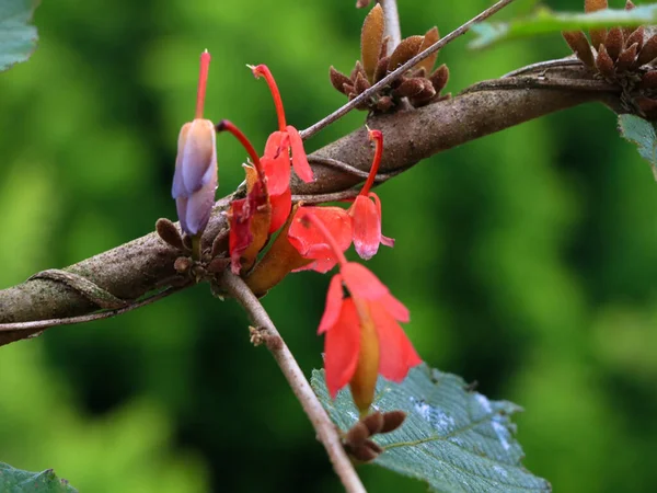 Kwiaty Jednej Odmiany Grewia Tiliifolia Drzewa Rodzinie Malvaceae Selektywne Skupienie — Zdjęcie stockowe